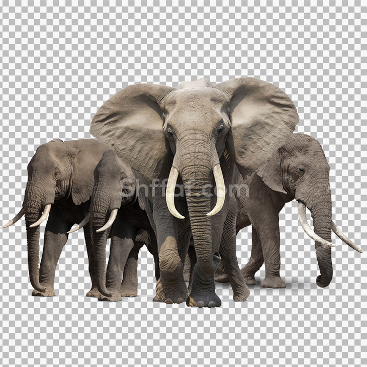 صور مجموعة فيلة افريقية بدون خلفية elephants png transparent