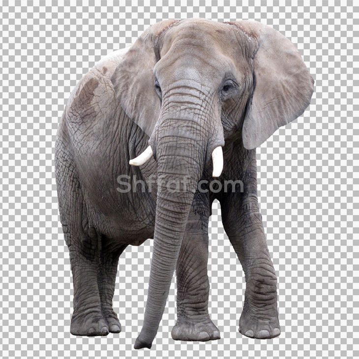 صورة فيل حقيقي بدون خلفية elephant png