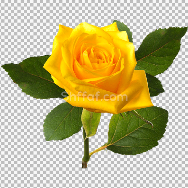 وردة جوري لون اصفر جميلة yellow rose nice png