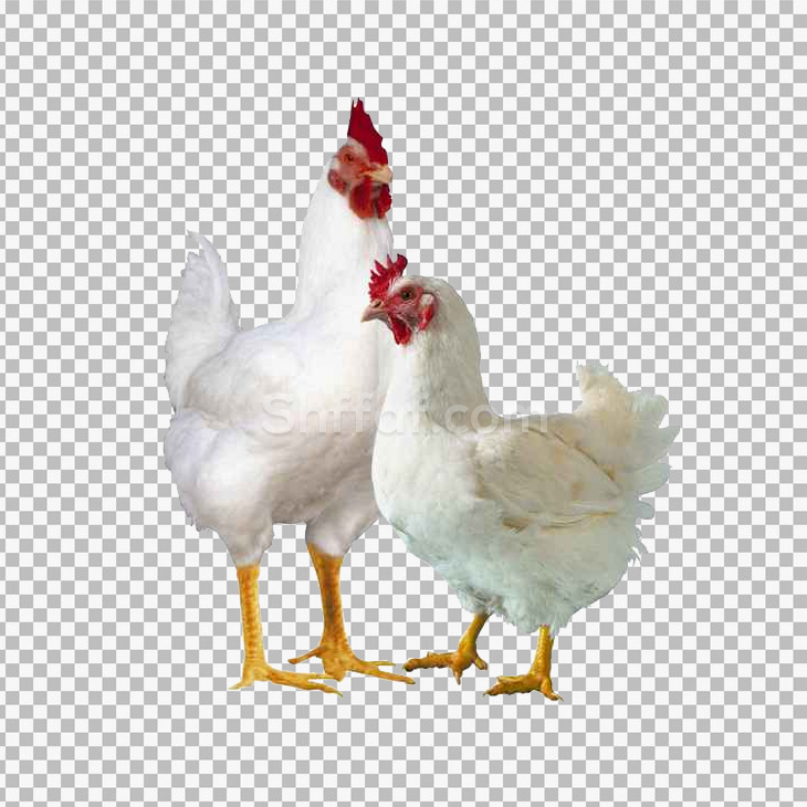 صورة دجاج ابيض حقيقي chickens white chickens