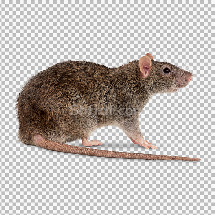 صورة فأر كبير بدون خلفية mouse transparent png