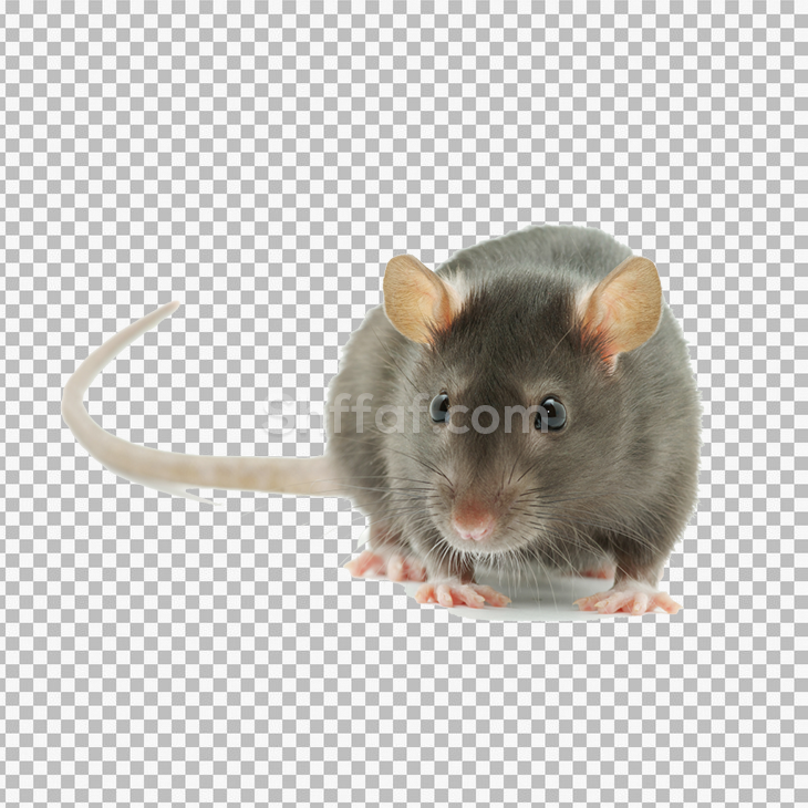 صورة فأر رمادي من الأمام بدون خلفية mouse png