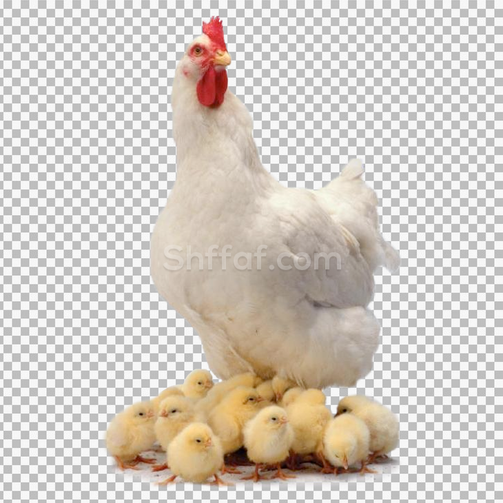 صورة دجاجة مع صيصان كتاكيت Chicken with chics png