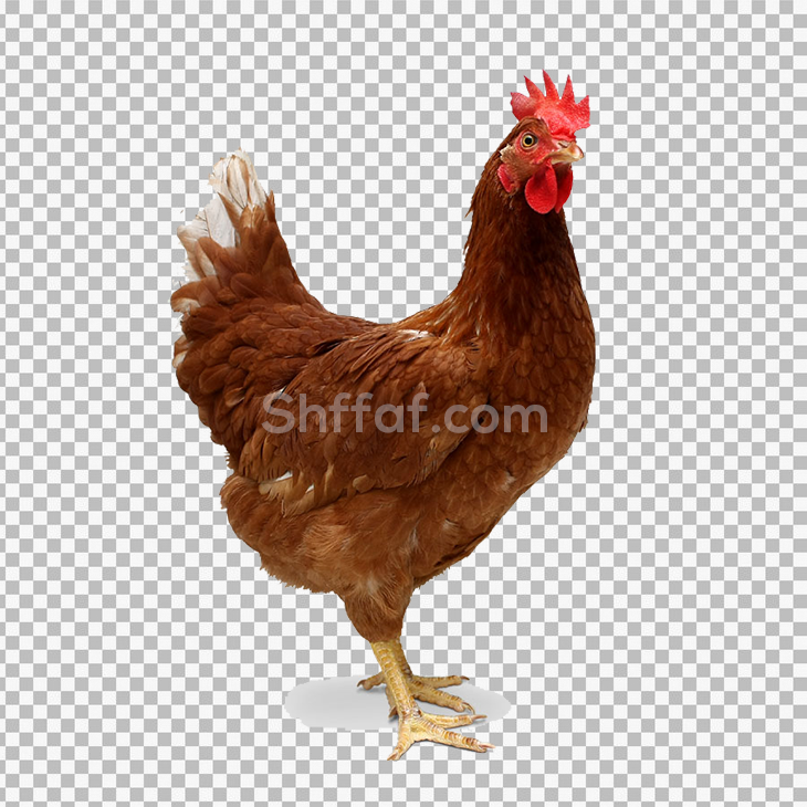 صورة ديك بلدي احمر بدون خلفية Rooster png