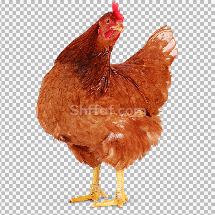 صورة دجاج احمر حقيقي دجاج لاحم Chicken meat Hen png