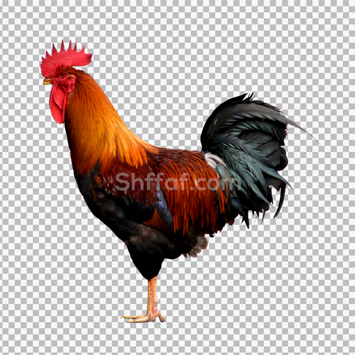 صورة ديك بلدي ملون كبير rooster transparent png