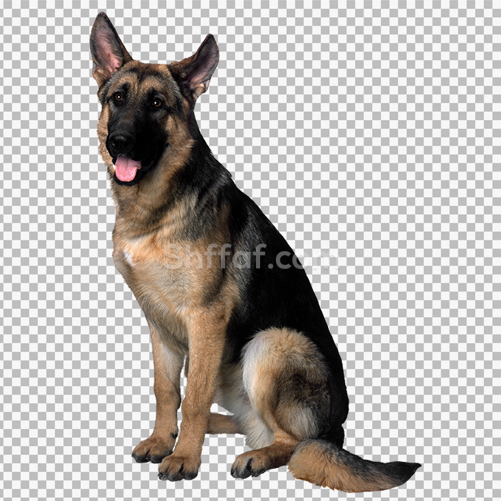 صورة كلب كبير حقيقي big dog png