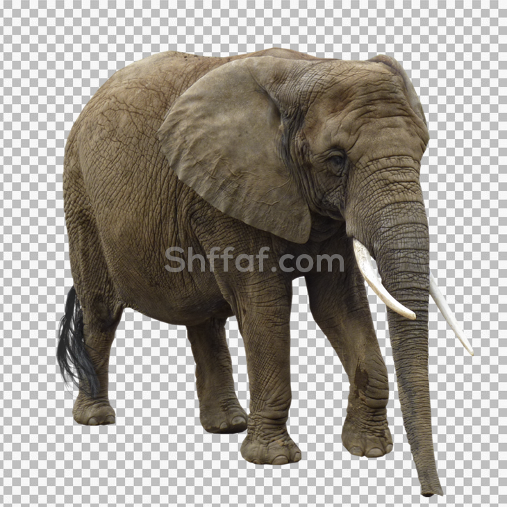 صورة فيل حقيقي كبير شفافة big elephant transparent png