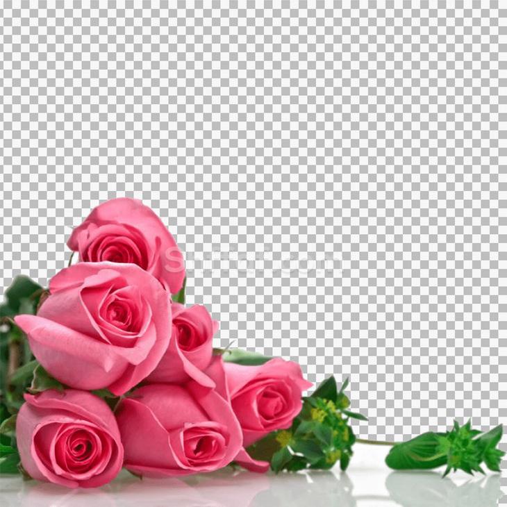 زاوية ورود زهري جميلة flowers roses pink png