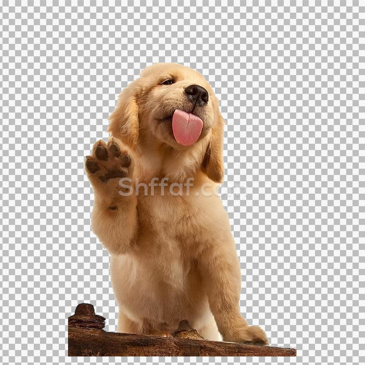 صورة كلب صغير حقيقي dog transparent png