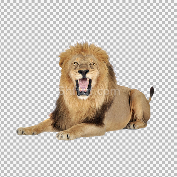 صورة اسد جالس بدون خلفية lion png