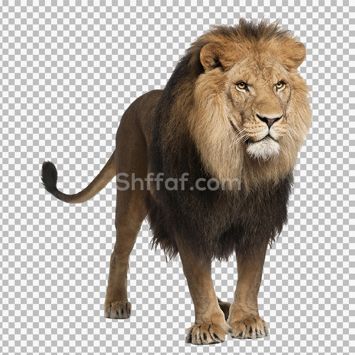 صورة أسد حقيقي شفافة بدون خلفية lion png