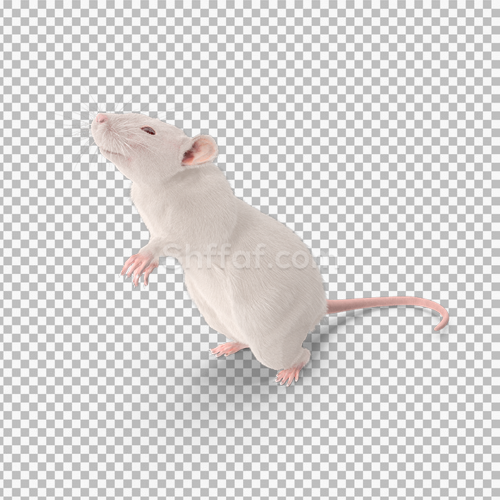 صورة فأر ابيض بدون خلفية white mouse png