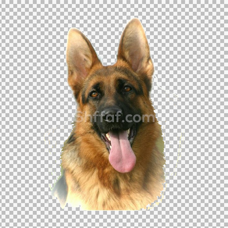 صورة كلب مدلي لسانه بدون خلفية dog png