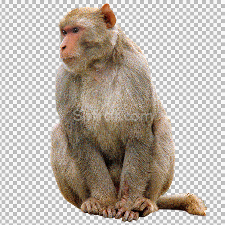 صورة قرد جالس حقيقة monkey png