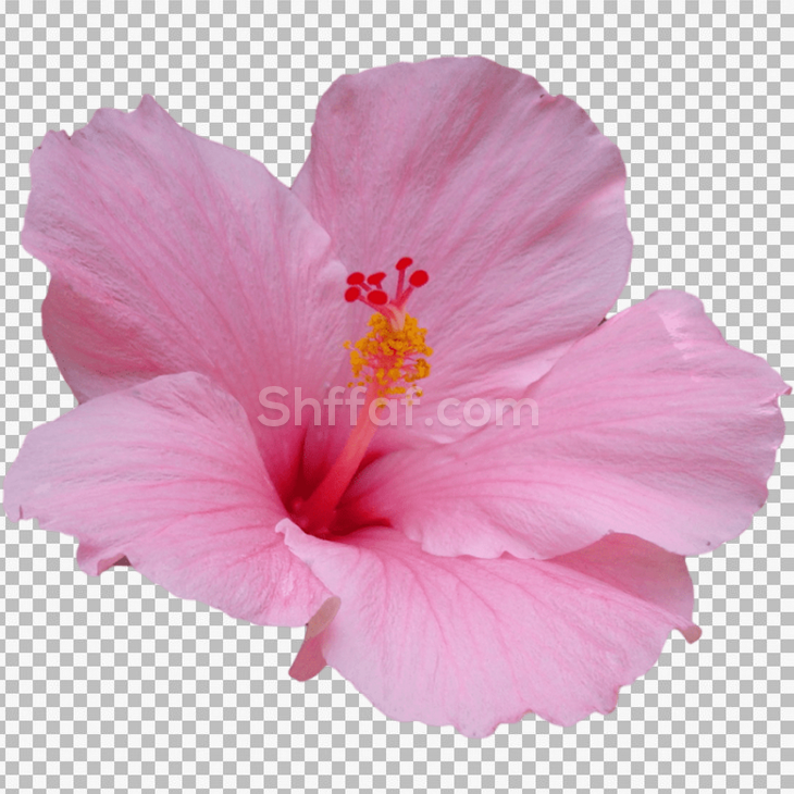 زهرة جميلة خطمي بدون خلفية hibiscus flower png