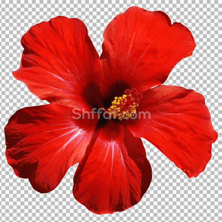 وردة احمر خطمي جميلة بدون خلفية red hibiscus flowers png