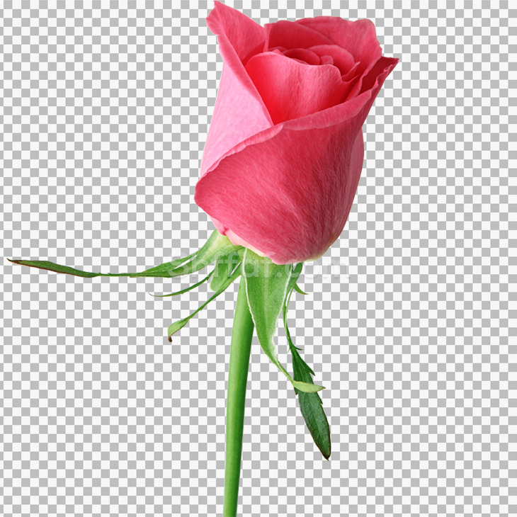 صورة وردة احمر مفردة بدون خلفية roses flower red png