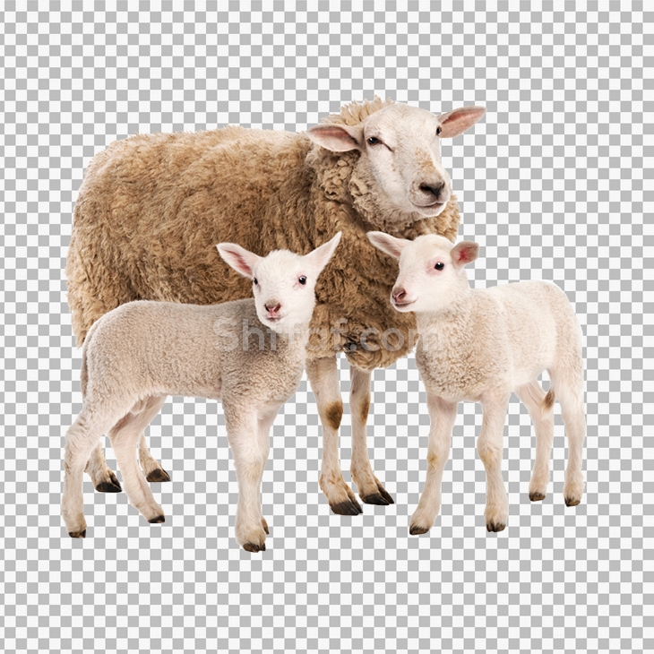 صورة مجموعة خراف خروف حقيقي بدون خلفية sheep png