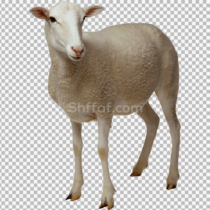 خروف حقيقي بدون خلفية sheep real transparent png