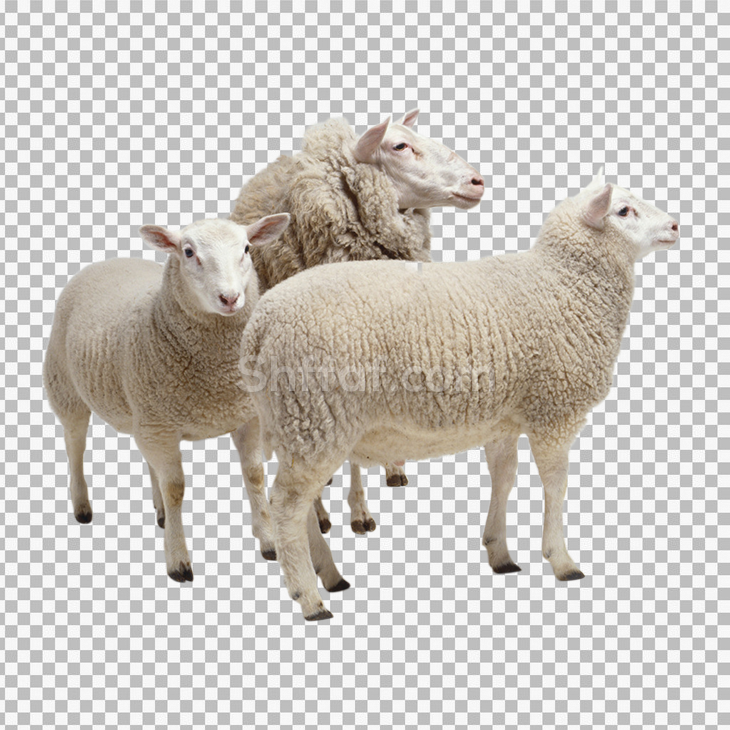 صورة مجموعة خراف حقيقية بدون خلفية sheeps png