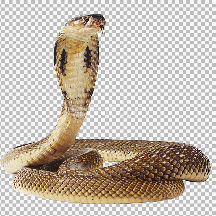 صورة حية انكوندا كبيرة بدون خلفية snake transparent png