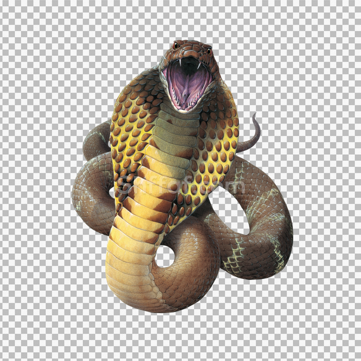 صورة حية مخيفة كبيرة بدون خلفية big snake png