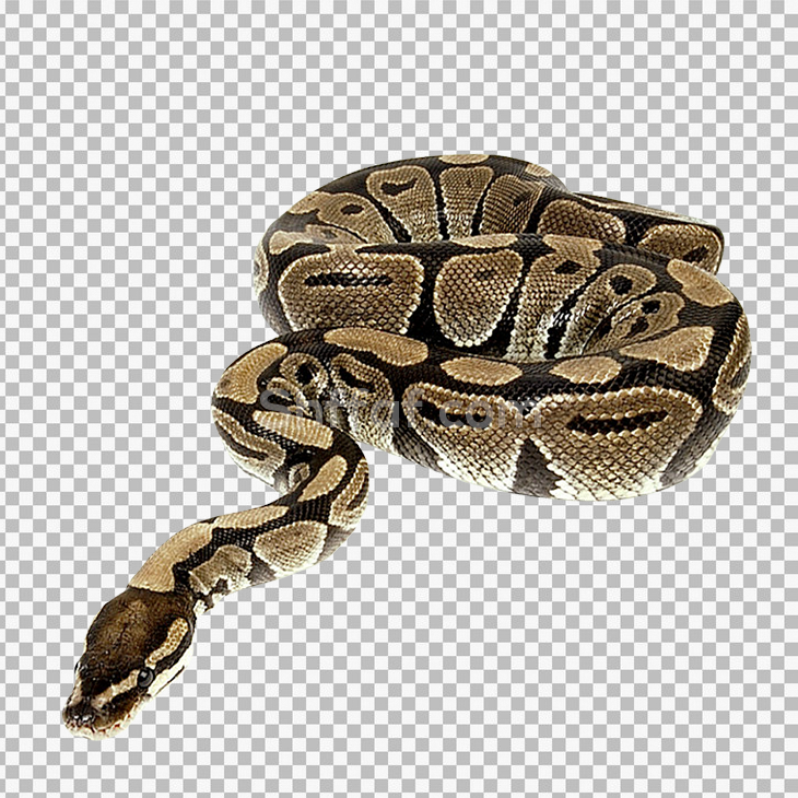 صورة حية ثعبان كبيرة حقيقة بدون خلفية big snake png