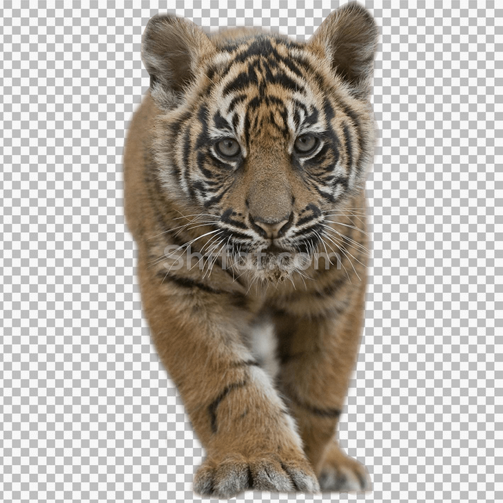 صغير النمر صورة بدون خلفية baby tiger png