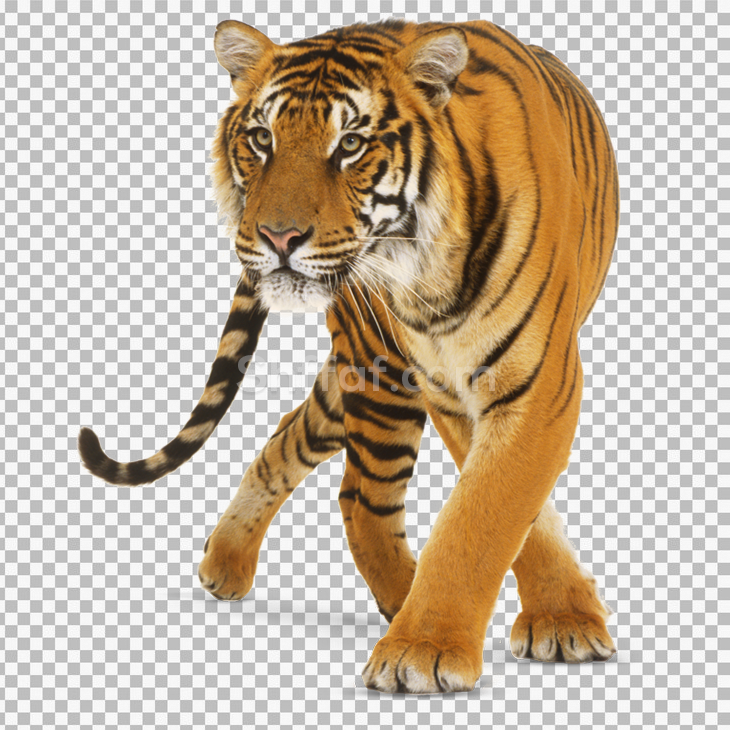 صورة نمر مرقط كبير بدون خلفية tiger transparent png