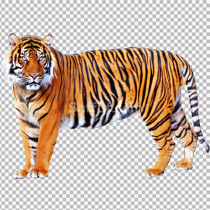 صورة نمر كبير بدون خلفية tiger transparent png