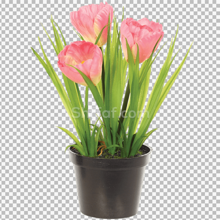 قوار ورد توليب زهري مميز flower pink tulip in planter png