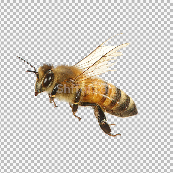 صورة نحلة تطير حقيقة بدون خلفية bee transparent png