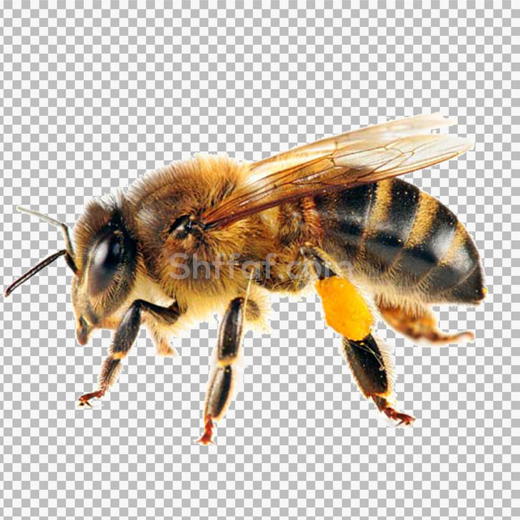 صورة نحلة حقيقية خلفية شفافة bee png