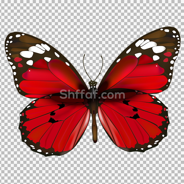 صورة فراشة حمراء كرتون butterfly red cartoon png