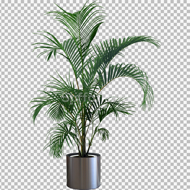 قوار زراعة نخيل منزلي مفرغ house plant png